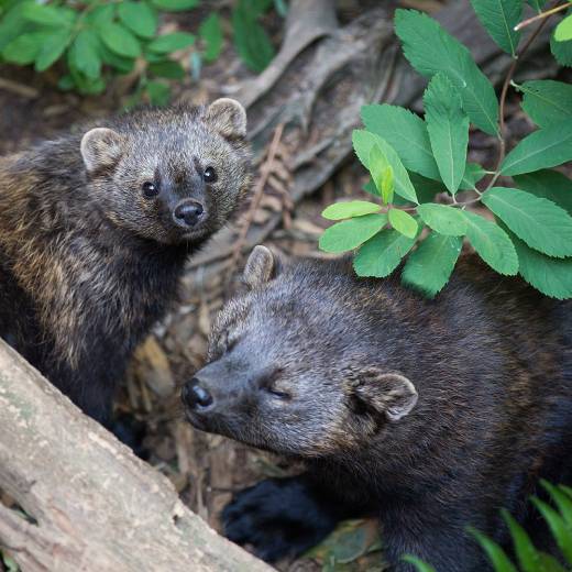 Mláďata kuny: čím se žívý?