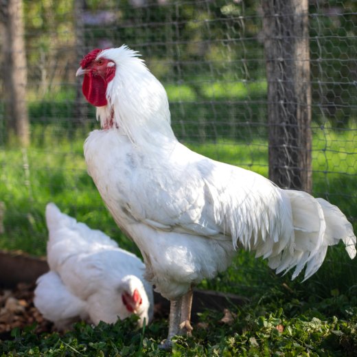 Kuře brojlera: vše co potřebujete vědět