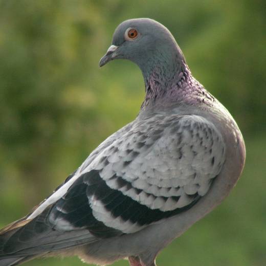 Holubí mládě: zajímavosti, které nevíte