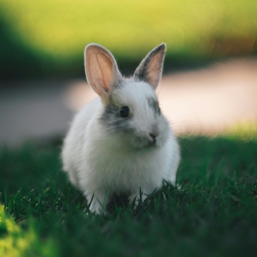 Mládě králíka: zajímavosti a fakta