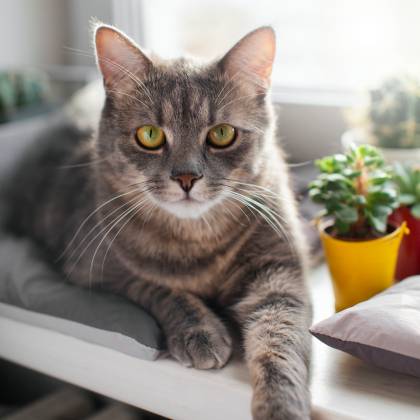 Jak vybrat moderní škrabadlo pro kočky?