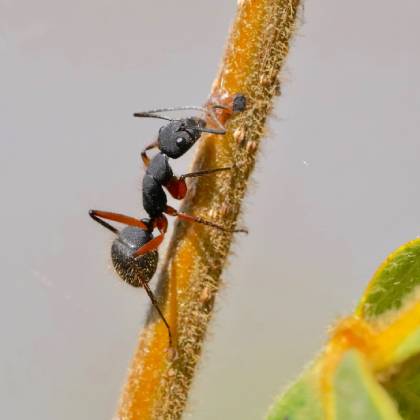 Mravenec lesní (Formica rufa)