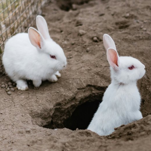 Může králík jahody?