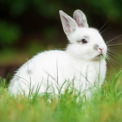 Může králík okurku?