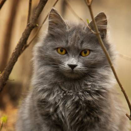 Nástěnné škrabadlo: Ideální řešení pro každou kočku