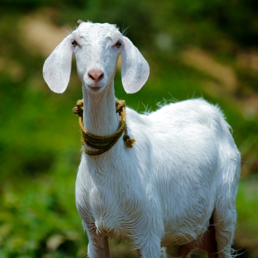Jak vybrat napáječku pro ovce a kozy?