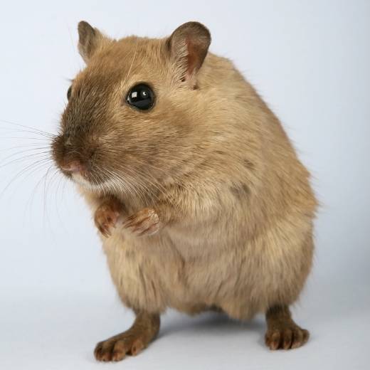 Máte problémy s potkany? Poradíme vám, jakou nástrahu použít