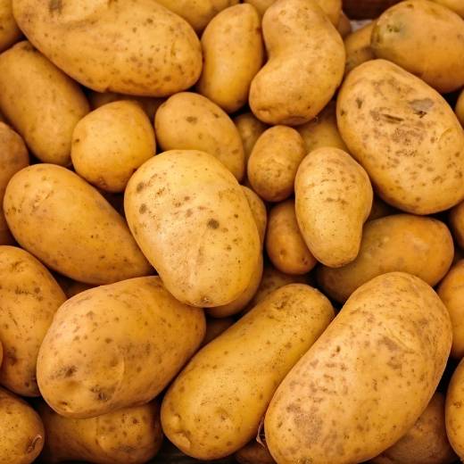 Nejlepší hnojivo na brambory: Jak a kdy hnojit pro bohatou úrodu?