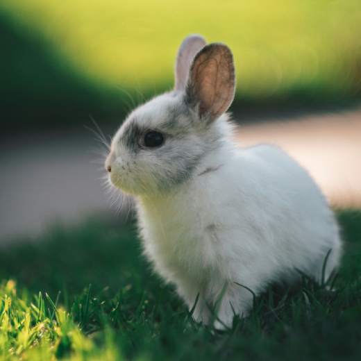Jaký králík je nejmenší na světě?