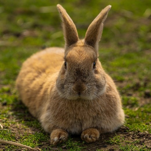 Jaké nemoci u králíka jsou přenosné na člověka?