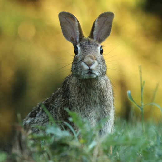 Nemoci u králíků a jejich příznaky