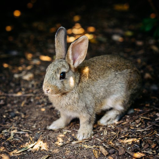 Onemocnění srsti u králíků: jaké se mohou objevit?