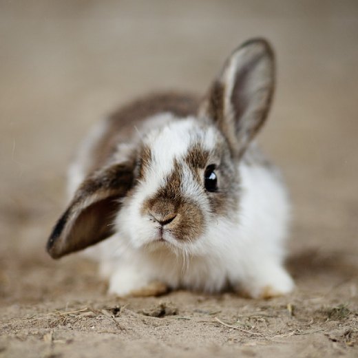 Jaké nemoci u králíka se mohou objevit?