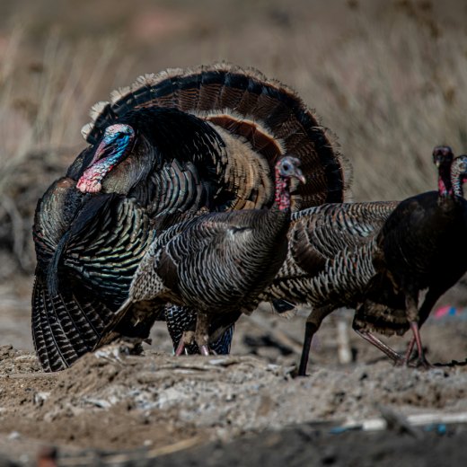 Nemoci u krůty: jaké se mohou objevit?