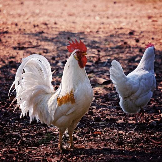 Nemoci u slepic: jaké se mohou objevit?