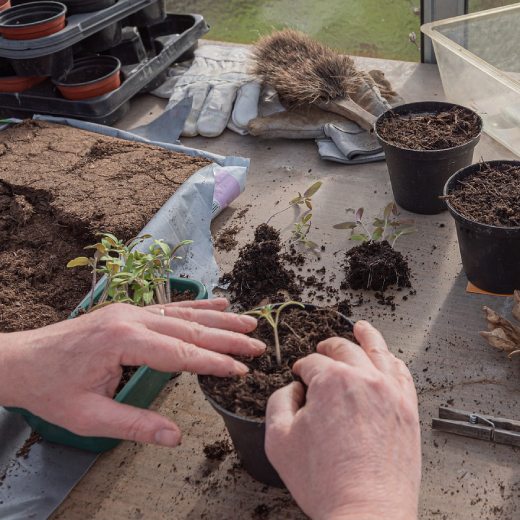 NPK hnojivo: dávkování a použití