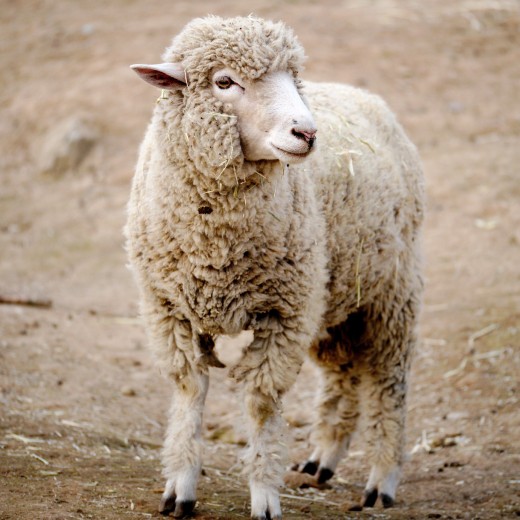 Jak vybrat nůžky na ovčí vlnu?