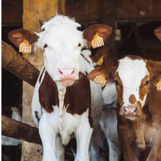 Odstav telat: Komplexní průvodce pro chovatele