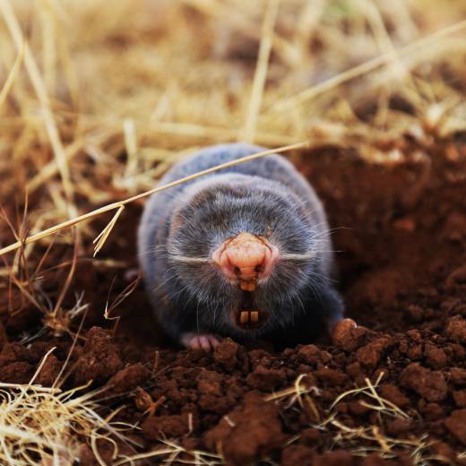 Plašič krtků: jak se zbavit nezvaných hostů na zahradě?