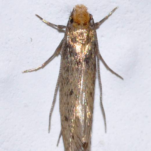 Jak se zbavit molů?