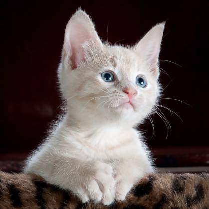 Proč si koupit přírodní škrabadlo?