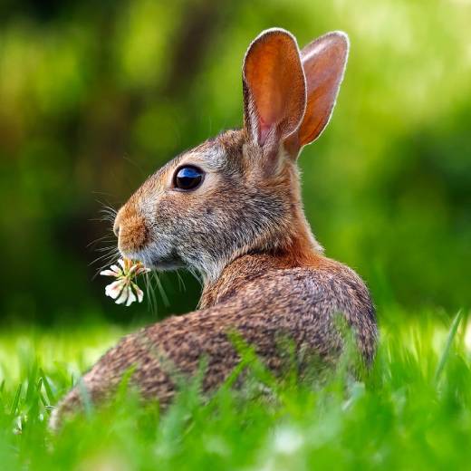 Připouštění králíků: kompletní průvodce