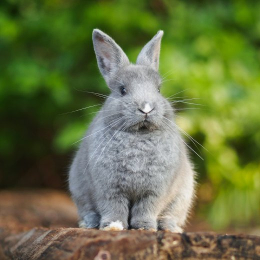 Příznaky nemoci králíků: jaké onemocnění se může objevit?