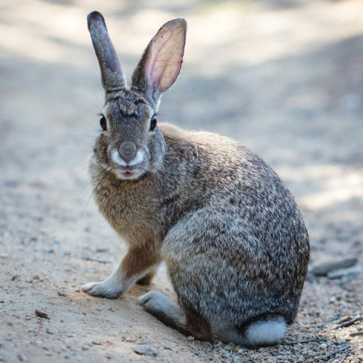 Proč králík vrčí? Důvody a příčiny