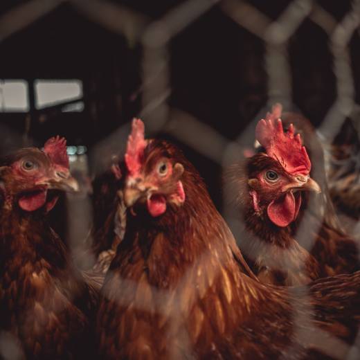 Proč slepice nenesou? Jaké jsou příčiny?