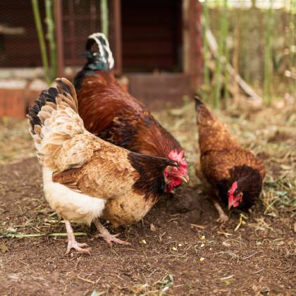 Proč koupit dřevěný kurník?