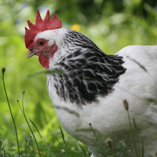 Proč slepice kvokají?