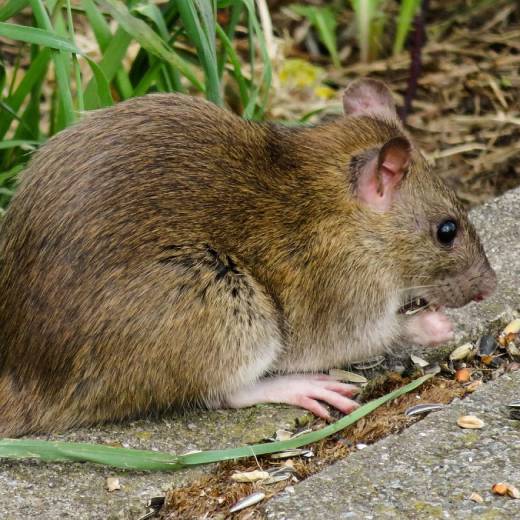 Jaké prostředky použít na hubení potkanů?