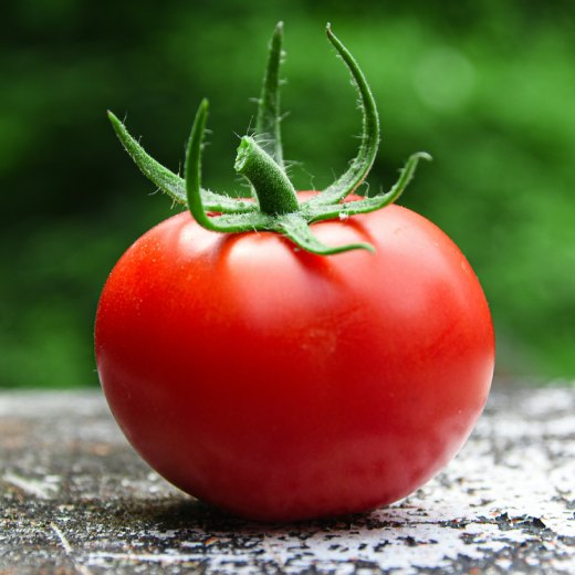 Může morče rajče?