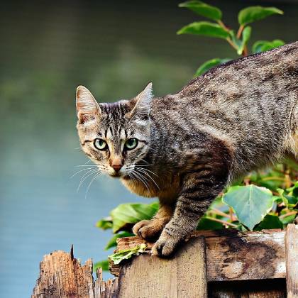 Stavíme pevné základy: Průvodce výběrem robustních škrabadel pro kočky