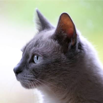 Rohová škrabadla na zeď: Jak efektivně využít každý kout?