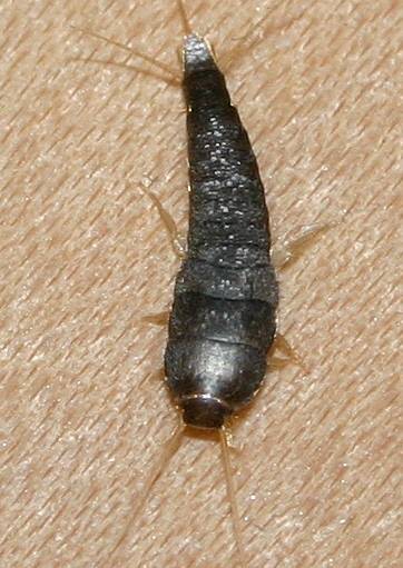 Jak se zbavit rybenek? Osvědčené rady