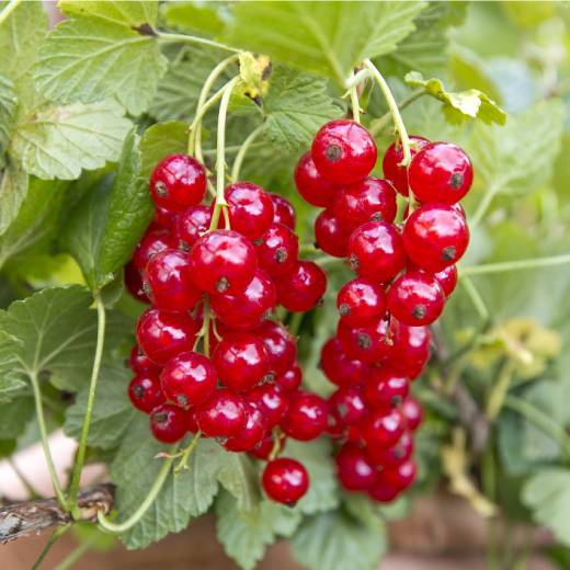 Hnojení rybízu na podzim