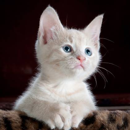 Jak vybrat a instalovat ideální škrabadlo na zeď pro kočky?