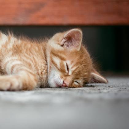 Kvalitní škrabadlo pro kočky? Vyzkoušejte škrabadlo s domečkem