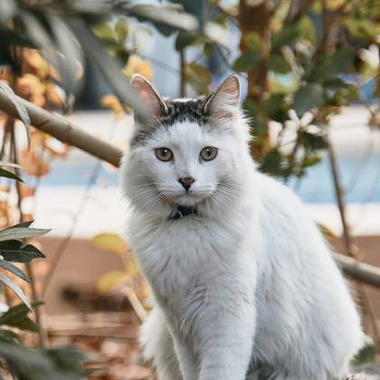 Škrabadlo pro kočky XXL: kompletní průvodce