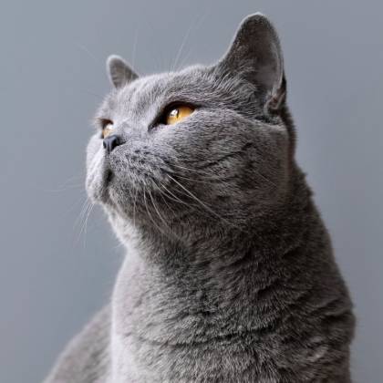 Škrabadla pro koťata: klíč k jejich zdraví