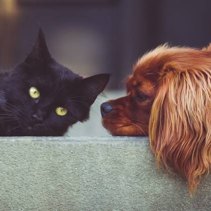 Pro zdravé drápky a klidný spánek: vybíráme škrabadla a odpočívadla pro kočky