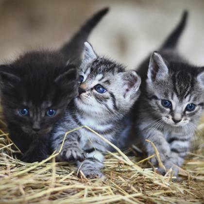 Proč si koupit škrabadlo pro kočky s pelíškem?