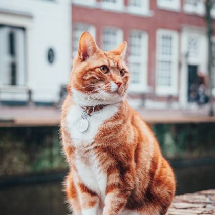 Proč si koupit škrabadlo pro kočky o výšce 150 cm?