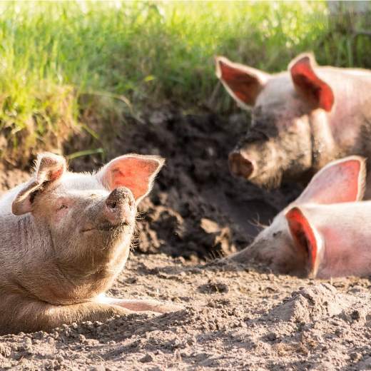 Samec prasete: Vše co potřebujete vědět
