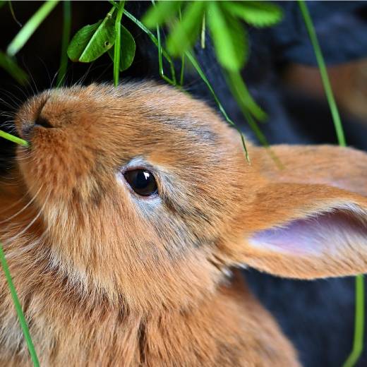 Samice od králíka: vše co potřebujete vědět