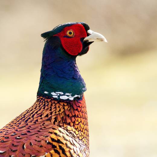 Samice od bažanta: kompletní průvodce