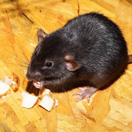 Jak vybrat silný jed na krysy?