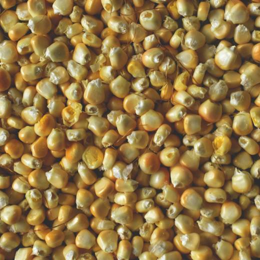 Sklizeň kukuřice: jak a kdy jí sklízet?