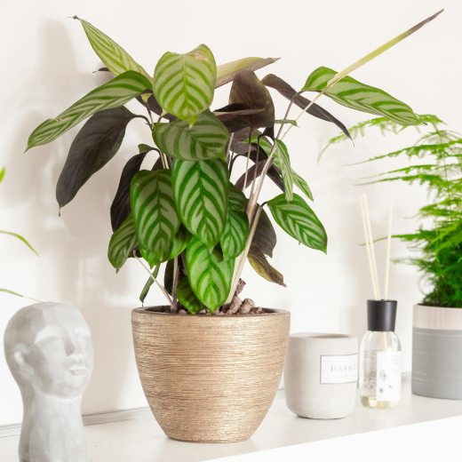 Škůdci pokojových rostlin na listech a v hlíně: Jak se bránit?